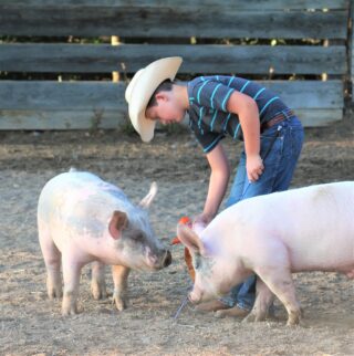 You can read about farm and ranch kids like me in the “Real Farm & Ranch Kids” book.

“I raise pigs for my future, so I can have money for the future. I want to buy a house and go to a trade school to be a farmer and have my own business. I like to farm wheat and corn, but I would like to try and grow hay. I don’t farm right now but I like to be around farm vehicles. I have been around farm vehicles my whole life.
 I have two pigs, one for each fair that we go to. Their names are Bugs and Porky. It’s a Loony Toon thing… Porky Pig and Bugs Bunny, get it. They are both Yorkshire cross. I got both barrows because the females are too stubborn. I work with my pigs almost every day in the evening. I feed them oats and show feed and they drink a lot of water. When it’s time to get ready for the fair, I work them more often. I give them a bath and body shave them. We use a beard shaver, the wireless ones that you buy for men. I call them my boys and I really like showing pigs.”

Please use the handy dandy form here to order your book…
http://bit.ly/RealFarmRanchKids